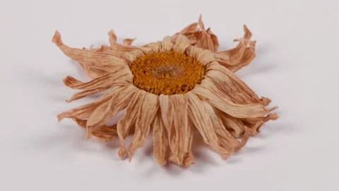 Dry chamomile flower. Chamomile Extremal close-up. Stock Footage 237694639