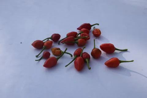 Dry chilli closeup photo on white background Stock Photos
