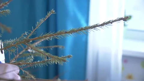 Dry Christmas Tree Breaks Stock Footage 134283779