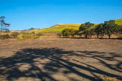Dry Clearing Surrounded by Trees with Sugar Cane in Background Stock Photos