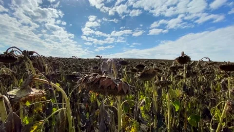 The dry climate destroyed crops and crops. Withered sunflowers in the field in 스톡 동영상 165847007