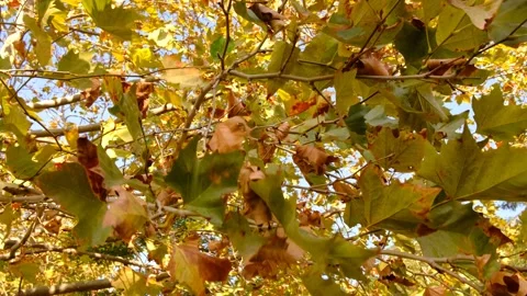 Dry Close Up Shot Of Yellow And Brown Leaves Swinging On A Branch. Stock Footage 166806580