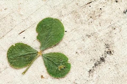 Dry clover with copy-space Stock Photos