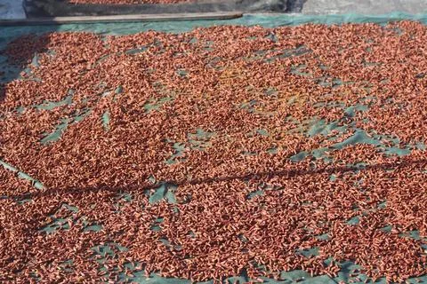 Dry cloves pattern background. Top view of sun dried cloves spice under the  Stock Photos