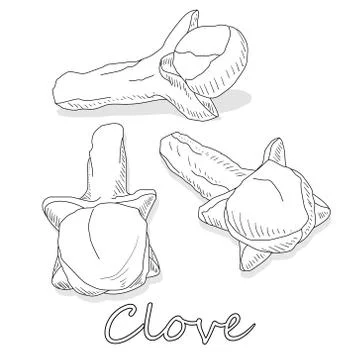 Dry cloves on white background. Vector illustration Stock Illustration
