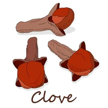 Dry cloves on white background. Vector illustration Stock Illustration