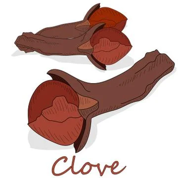 Dry cloves on white background. Vector illustration Stock Illustration