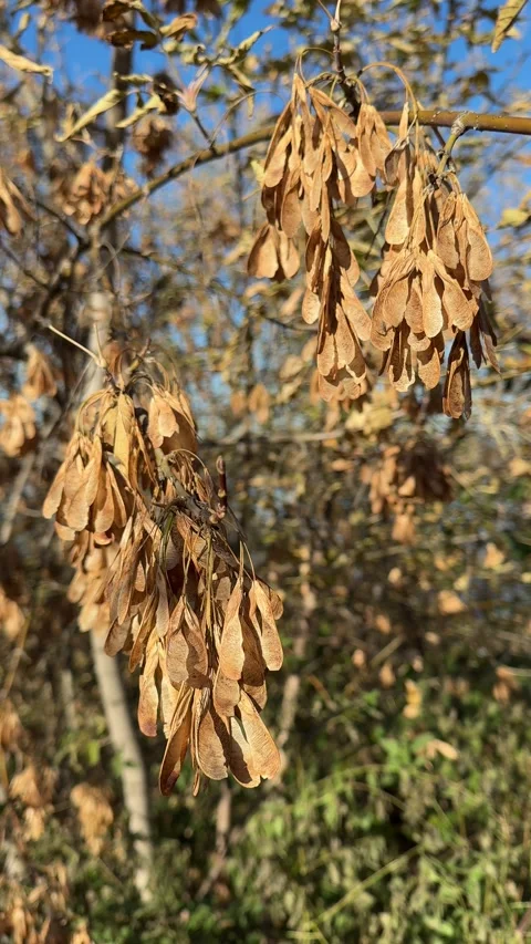 Dry clusters of maple or ash seeds hanging from branches of an autumn tree, s Stock Footage 302471070