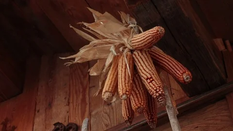 Dry cobs on wooden background Vidéo 82732247