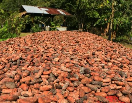 Dry cocoa beens Stock Photos