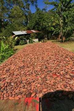 Dry cocoa beens Stock Photos