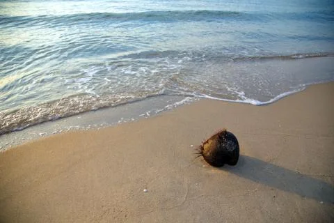 Dry coconut on the beach with long shadow Stock Photos