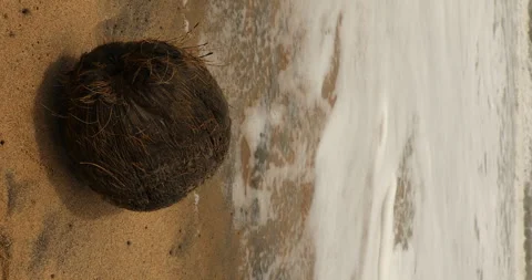 Dry Coconut on a Beach Sand Stock Footage 279207834