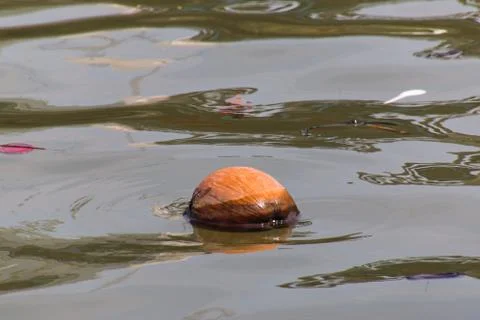 Dry coconut floating in the river Stock Photos