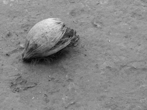 DRY COCONUT ON THE GROUND Stock Photos