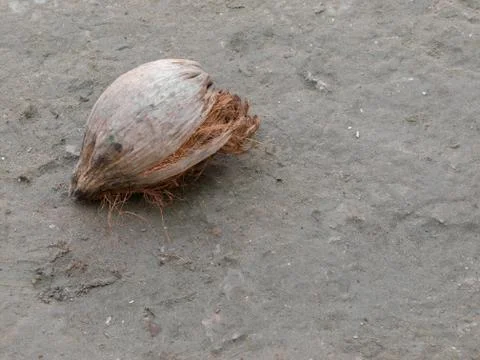 DRY COCONUT ON THE GROUND Stock Photos