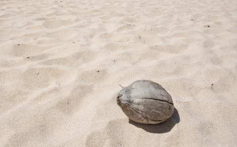 Dry coconut on a sandy beach Stock Photos