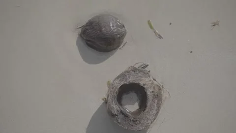Dry Coconut shell in the shore Slog3 10 bit Stock Footage 247531885