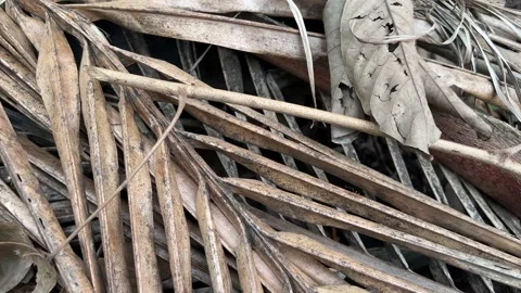 Dry coconut tree leaf litter Vídeos de archivo 168921835