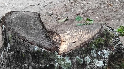 Dry coconut tree roots cut Stock Photos