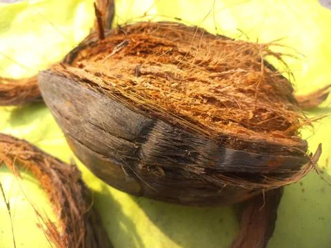 Dry coconut,Close Up Image Of Beautiful Coconut In yellow background Stock Photos