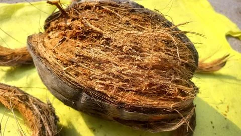 Dry coconut,Close Up Image Of Beautiful Coconut In yellow background Stock Photos