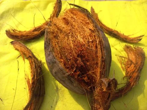 Dry coconut,Close Up Image Of Beautiful Coconut In yellow background Stock Photos