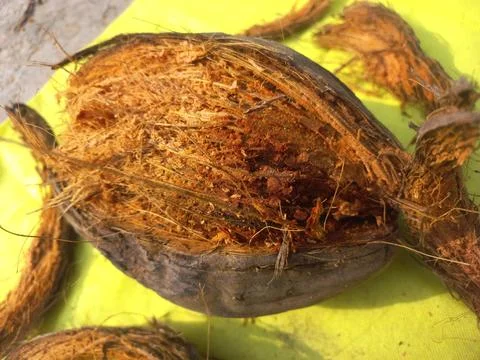 Dry coconut,Close Up Image Of Beautiful Coconut In yellow background Stock Photos