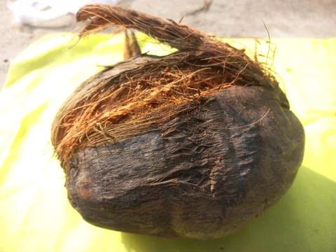 Dry coconut,Close Up Image Of Beautiful Coconut In yellow background Stock Photos