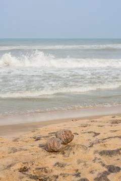 Dry coconuts on beach with frothy waves Stock Photos