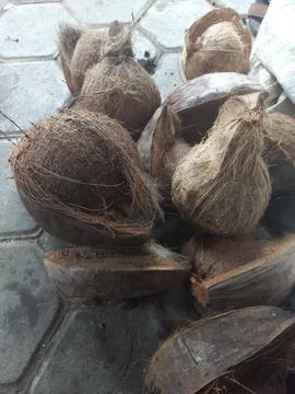 Dry coconuts Stock Photos