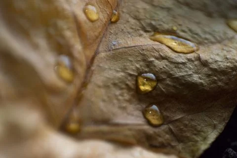 Dry coffee leaf Stock Photos