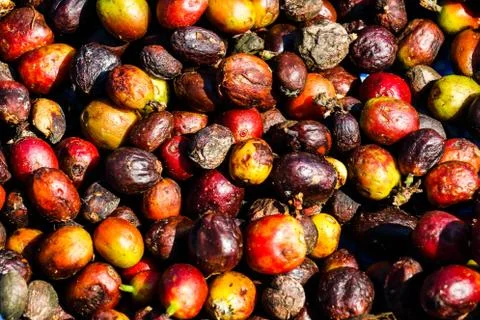 Dry coffee Stock Photos