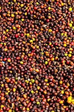 Dry coffee Stock Photos