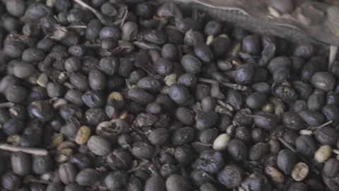 Dry coffee reaching the end of the processing mat line Stock Footage 163426887