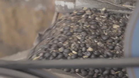 Dry coffee reaching the end of the processing mat line Stock Footage 163426902