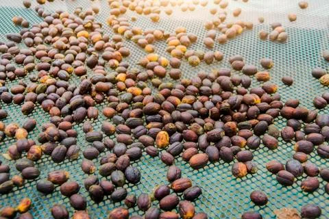 Dry coffee seed on net in process Stock Photos