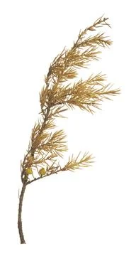 Dry common juniper, Juniperus communis twig isolated on white background Stock Photos