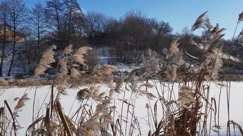 Dry Common Reed develops in the wind. Frozen lake. 스톡 동영상 149488142