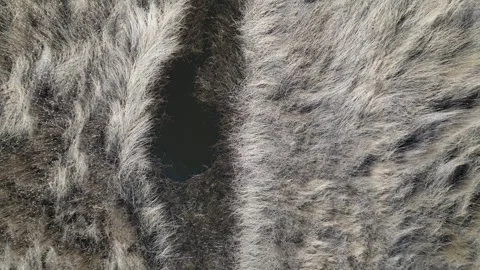 Dry common reed on shore in springtime, aerial view Stock Footage 309286288