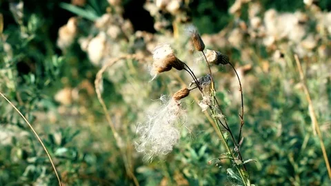 Dry common sowthistle flower with fluff Stock Footage 71267387
