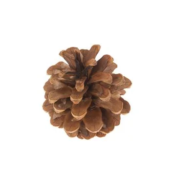 Dry cone of pine. Macro. Stock Photos
