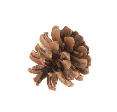 Dry cone of pine. Macro. Stock Photos