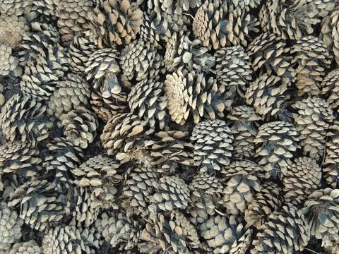 Dry cones on a flat surface as an element of natural decor Stock Photos