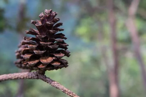 Dry cones Stock Photos