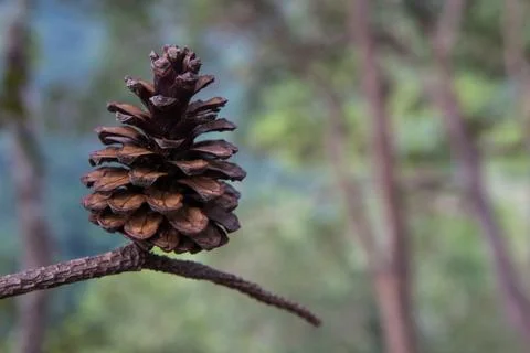 Dry cones Stock Photos