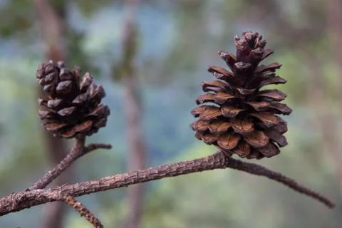 Dry cones Stock Photos