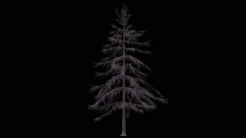 Dry conifer pine or cedar tree isolated on black with luma matte Stock Footage 146780016