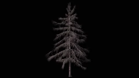 Dry conifer pine or cedar tree isolated on black with luma matte Stock Footage 146780040