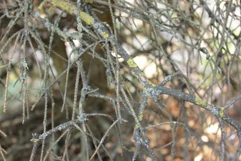 Dry coniferous branches Stock Photos